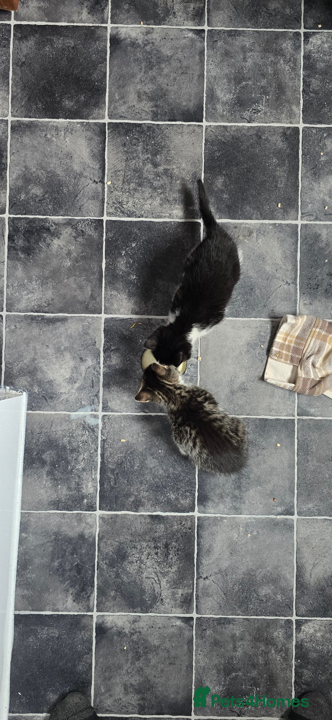 Mixed Breed cats for sale: Two kittens available - Image 2