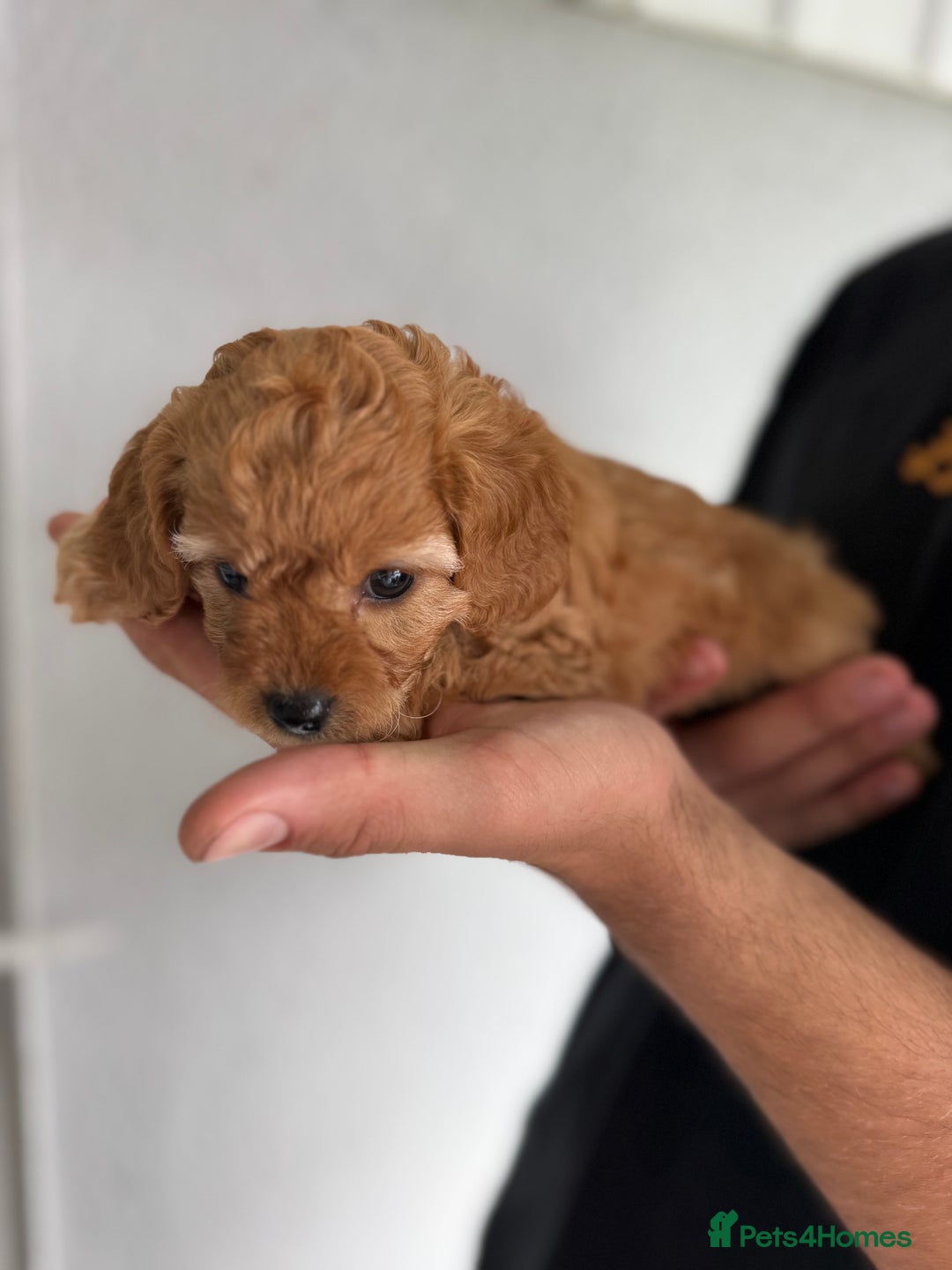 Cavapoo dogs for sale: 6 Beautiful Toy Cavapoo Girls  - Image 9