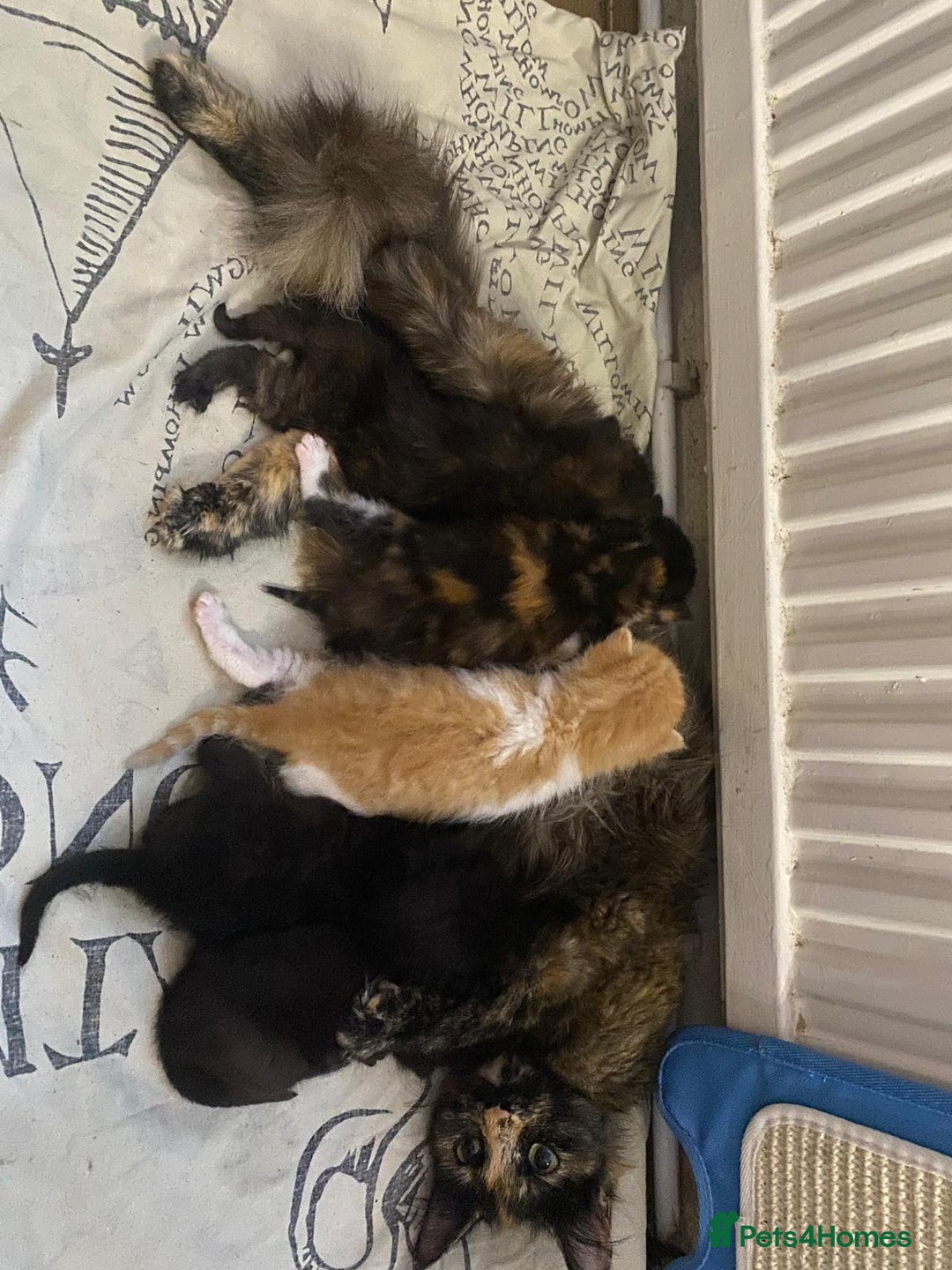 Mixed Breed cats for sale: Kittens for sale  - Image 3