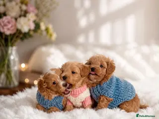 Maltipoo dogs Beautiful Red F1 Maltipoos - Advert 18