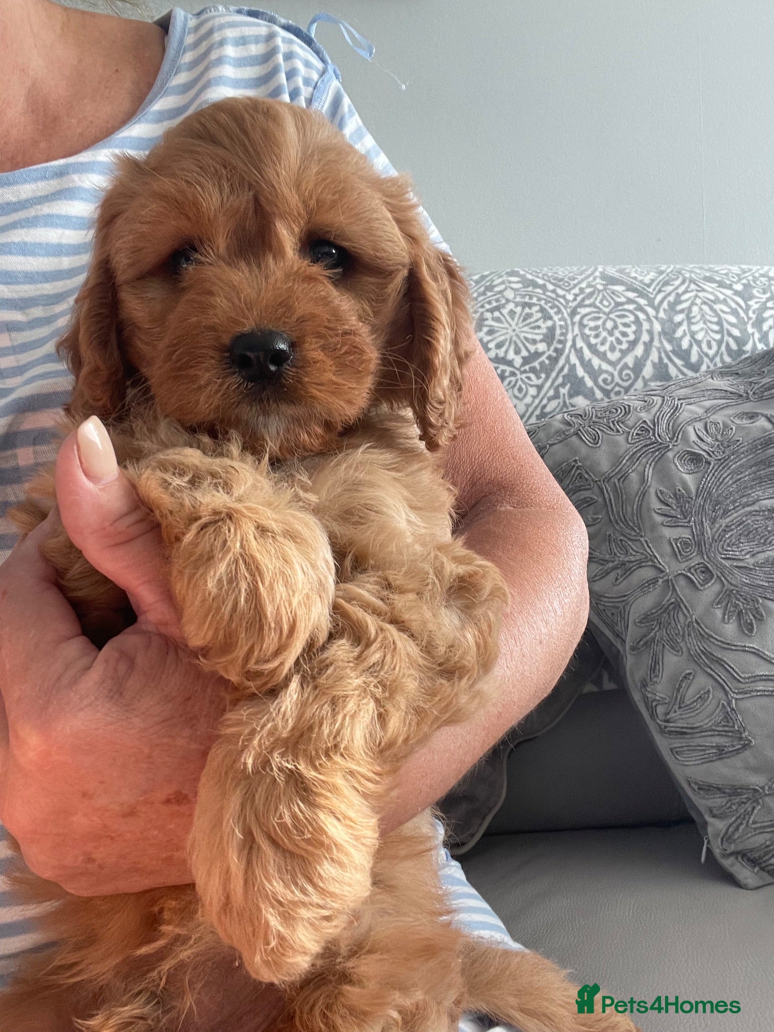 Cavapoo dogs 🐩🐶🐾FULLY HEALTH CLEAR F1 CAVAPOO🐾🐶🐩  - Advert 4