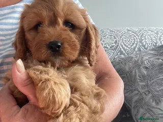 Cavapoo dogs 🐩🐶🐾FULLY HEALTH CLEAR F1 CAVAPOO🐾🐶🐩 - Advert 4
