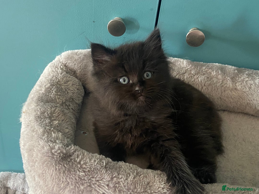 Ragdoll cats for sale: Ragdoll Cross Kittens – £300 each - Image 7