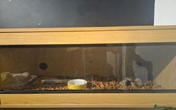 Boa Snake reptiles for sale: Unreal morph hog island boa with full setup  - Image 7