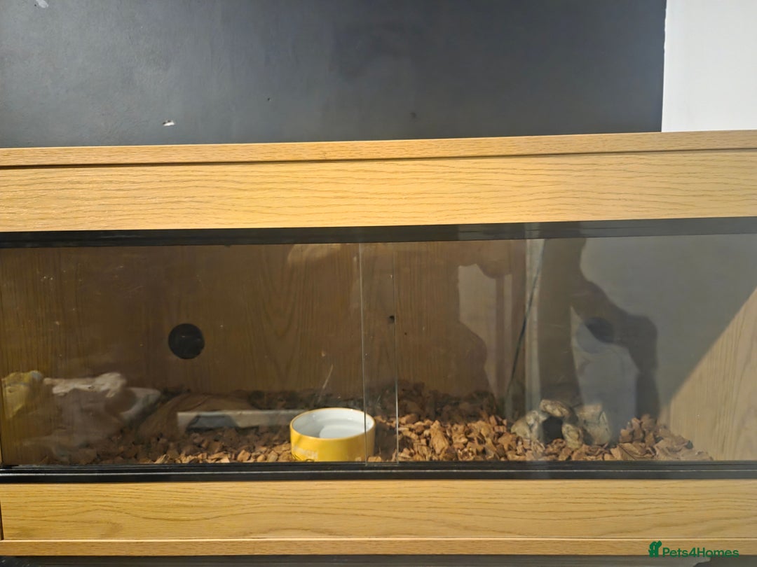 Boa Snake reptiles for sale: Unreal morph hog island boa with full setup  - Image 7