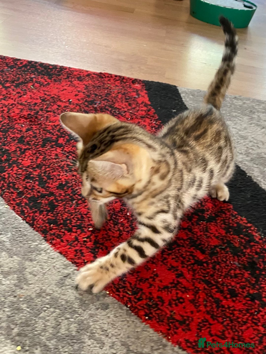 Bengal cats for sale: Bengal kittens - Image 23