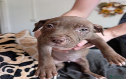 Mixed Breed dogs for sale: American bulldog x staffie, Ready to leave!! - Image 12