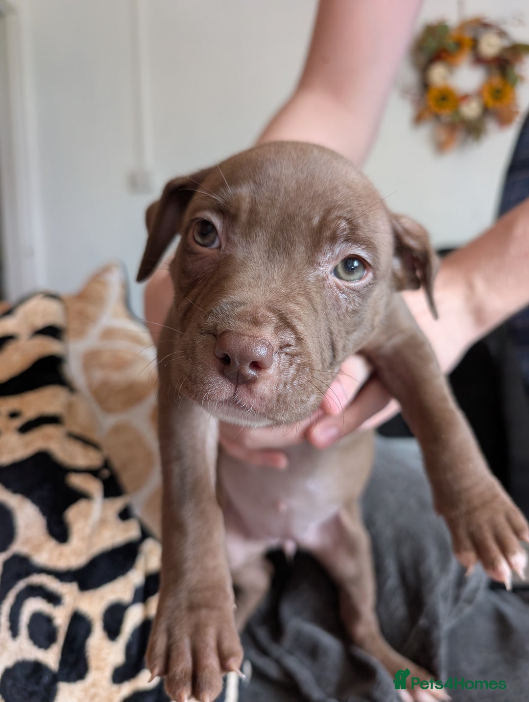 Mixed Breed dogs for sale: American bulldog x staffie, Ready to leave!! - Image 12