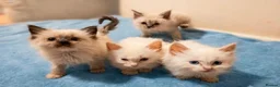 Ragdoll cats for sale: GCCF Ragdoll Kittens - Ready Now (Pet or Active) - Advert 18