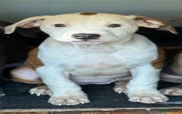 Mixed Breed dogs for sale: Big sale !!!!! 400£ - Image 4
