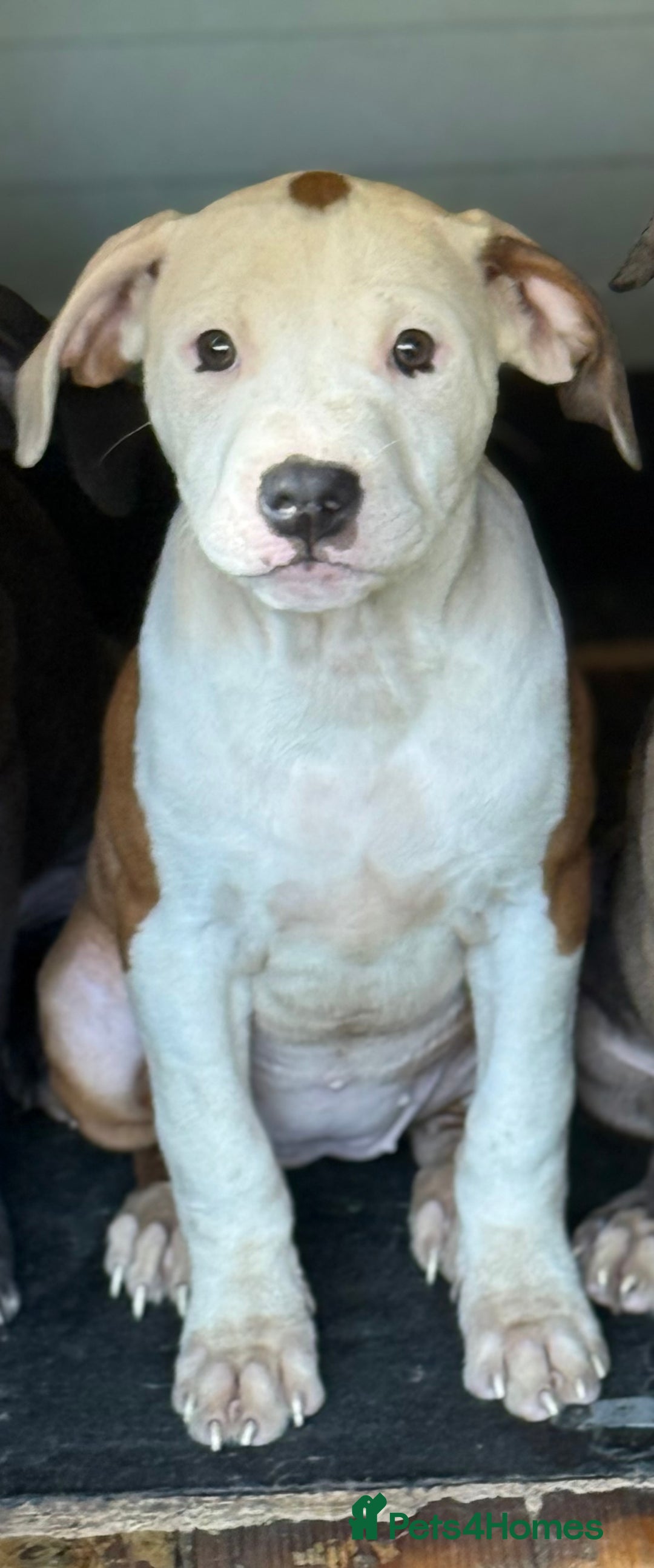 Mixed Breed dogs for sale: Big sale !!!!! 400£ - Image 4