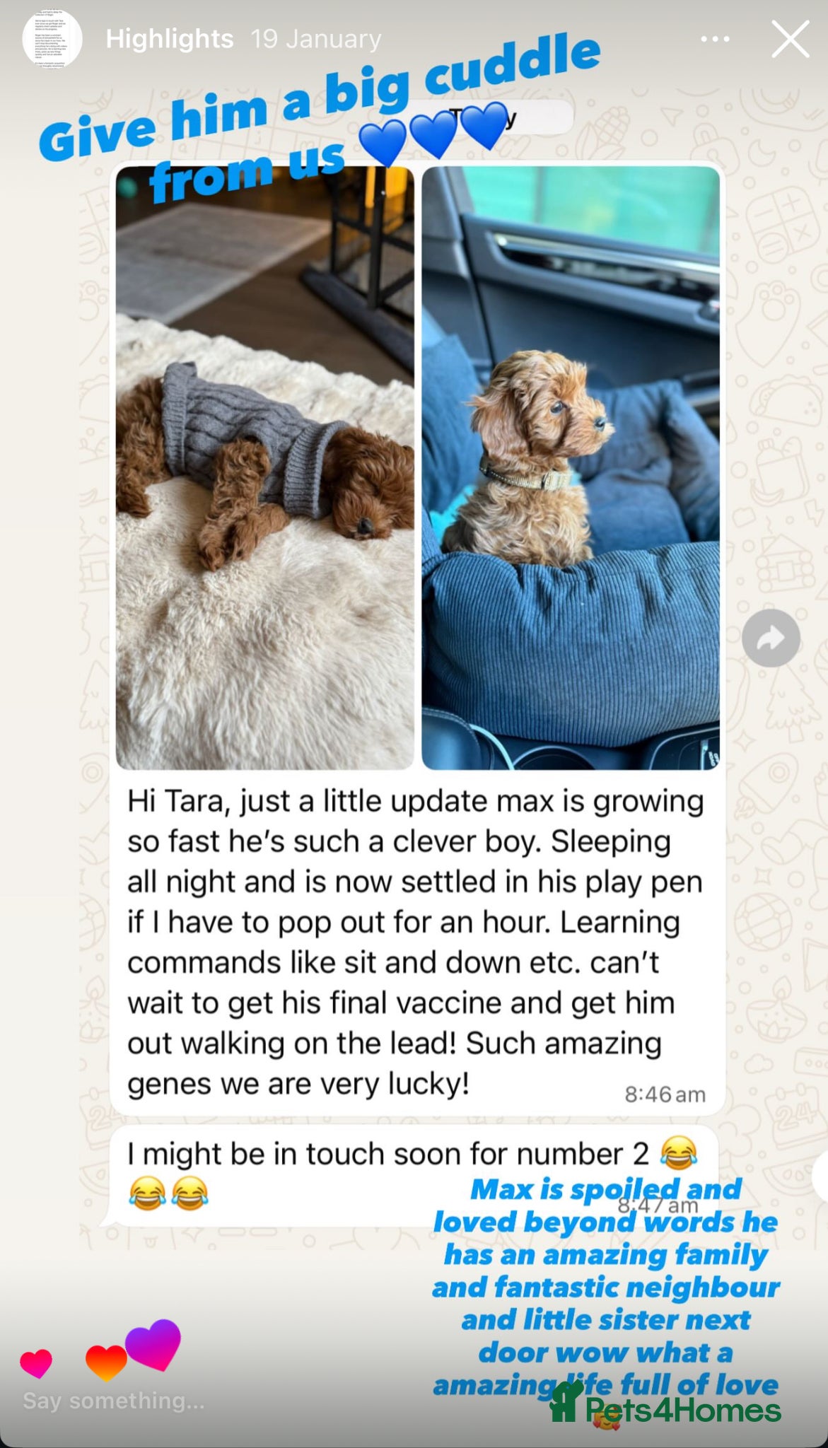 Cockapoo dogs Superior yankiedoodle American cockapoos🇺🇸 - Advert 2