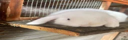 Mini Lop rabbits for sale: White Mini lop rabbit  - Advert 5