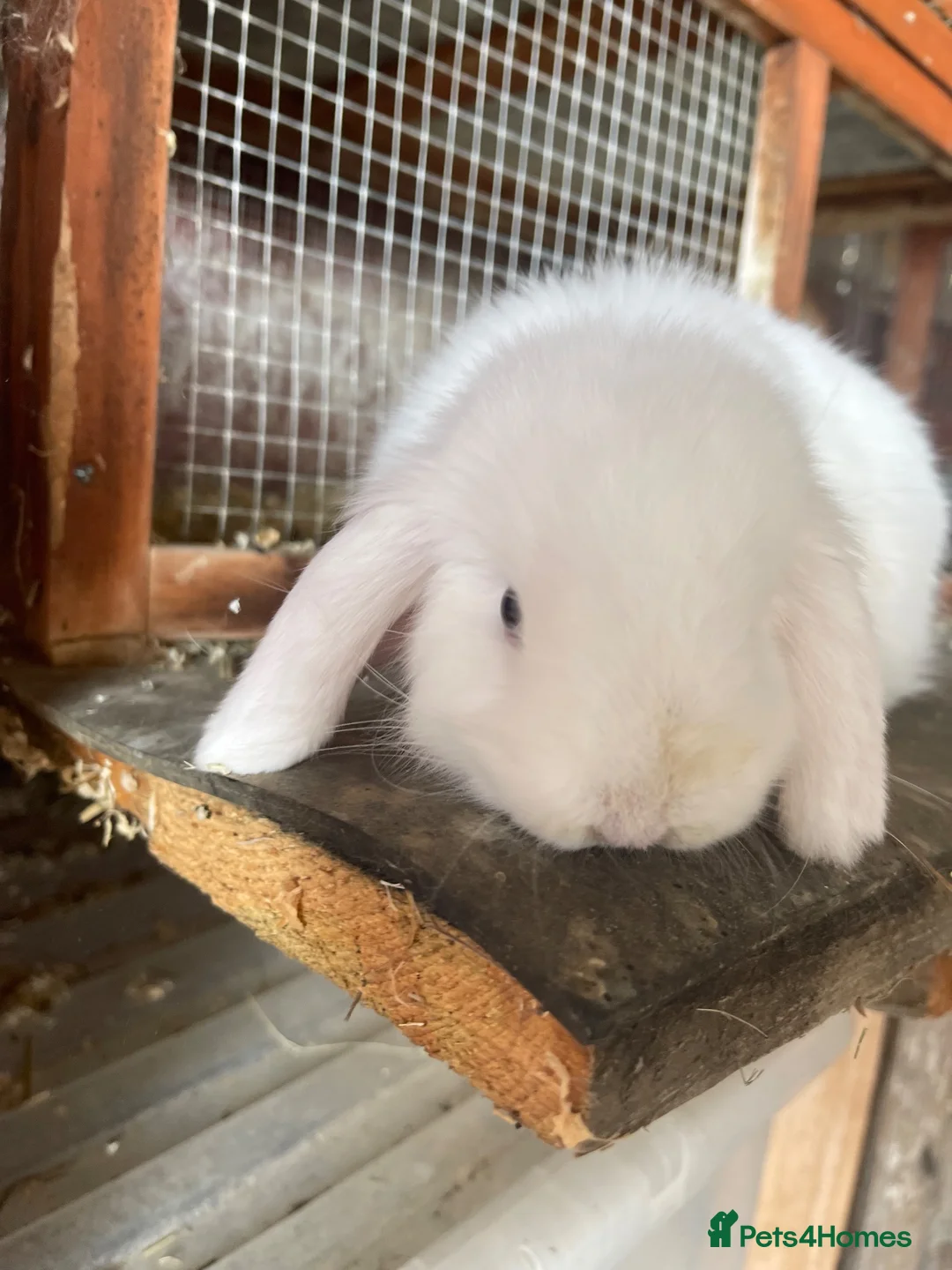 Mini Lop rabbits for sale: White Mini lop rabbit  - Advert 5