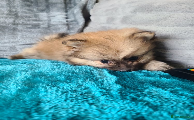 Pomeranian dogs Pomeranian puppies  - Advert 9