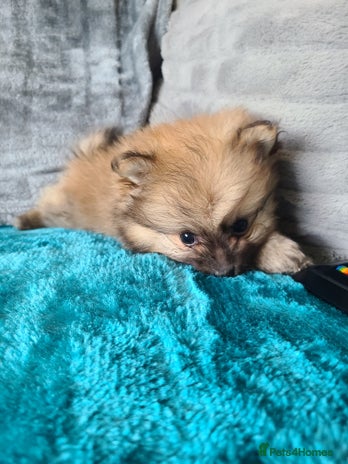 Pomeranian dogs Pomeranian puppies - Advert 9