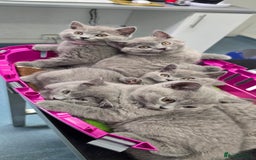 British Shorthair cats for sale: British Blue Shorthair - Image 31