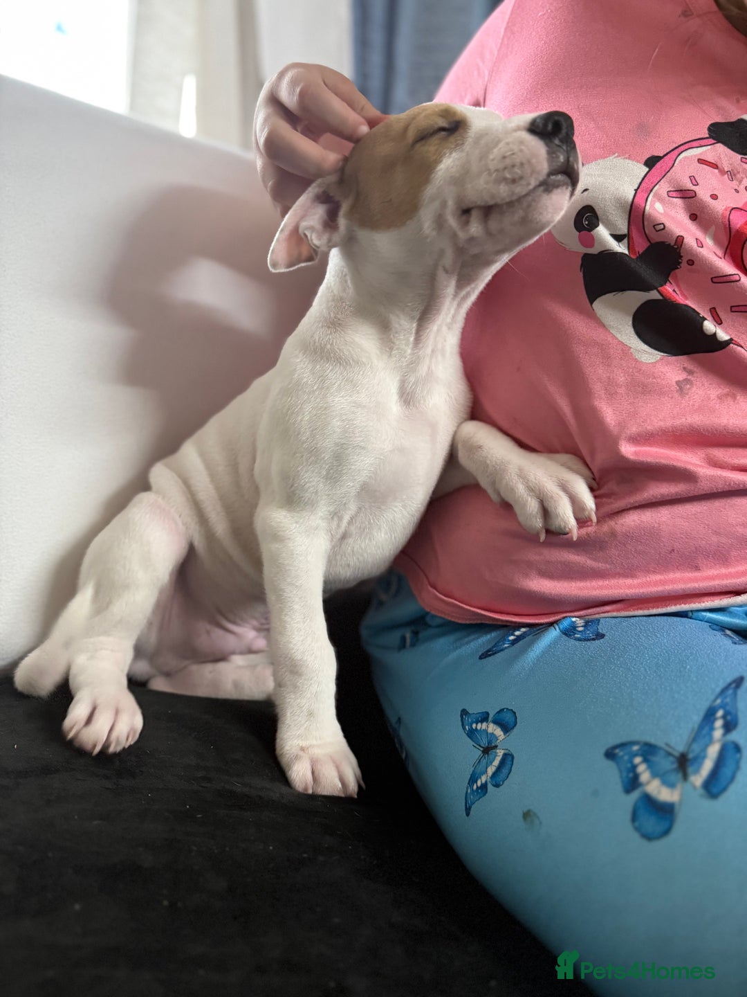 Staffordshire Bull Terrier dogs for sale: Staffordshire puppies  - Advert 2