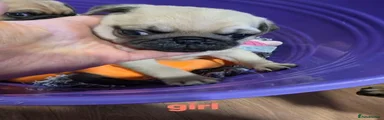 Pug 4