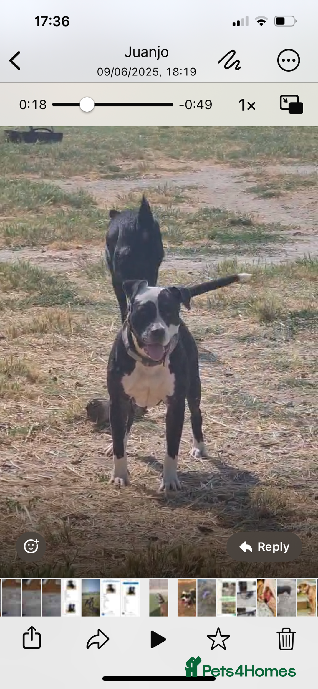 Mixed Breed dogs for adoption: ❤️ HERA the dog with a beautiful heart ❤️ - Image 18