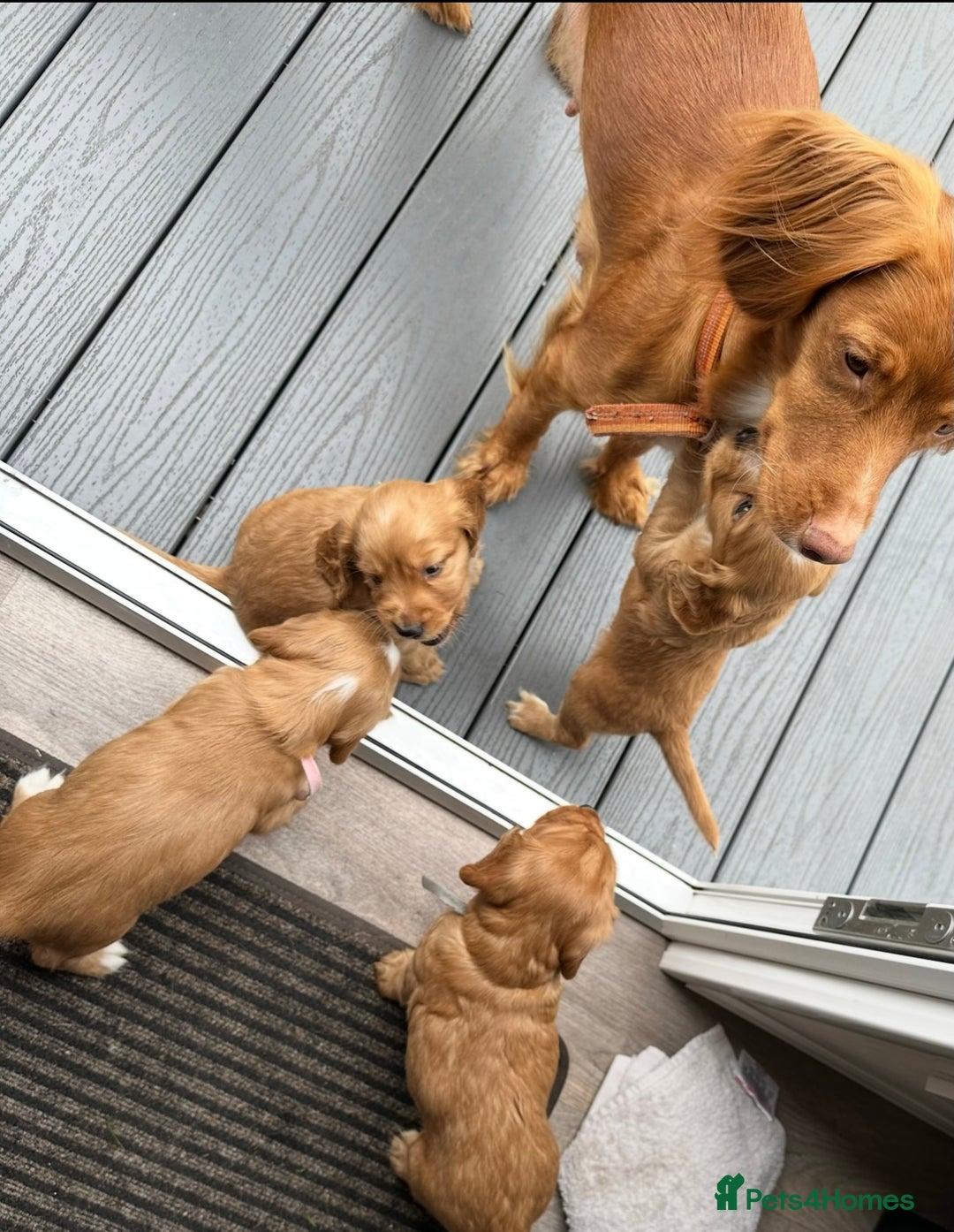 Cocker Spaniel dogs for sale: Stunning Red Cocker Spaniel Due  - Image 8