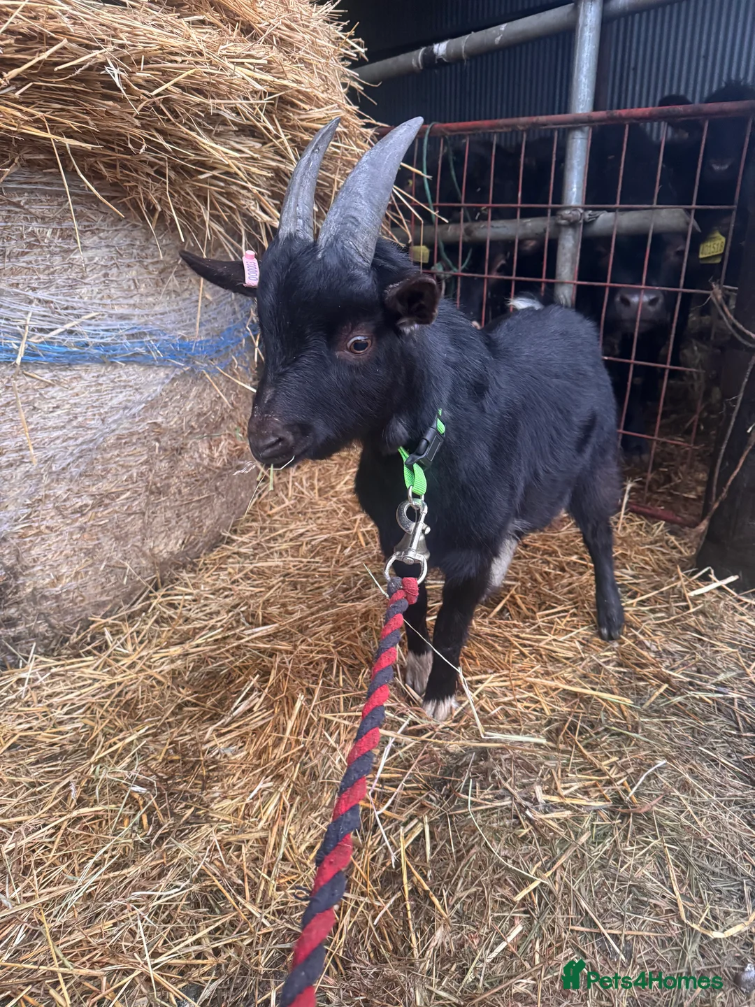 Goats livestock for sale: billy pygmy goat  - Advert 3