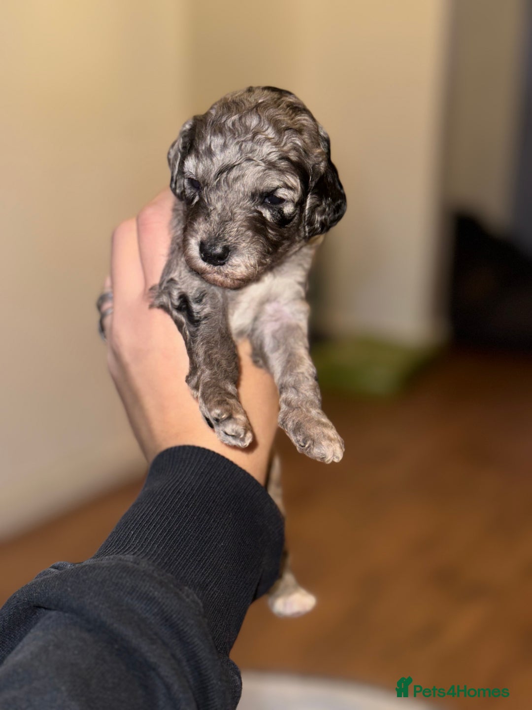 Cockapoo dogs for sale: Beautiful mixed Merle F2B Cockapoos  - Advert 27