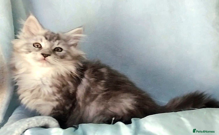Maine Coon cats - Advert 16
