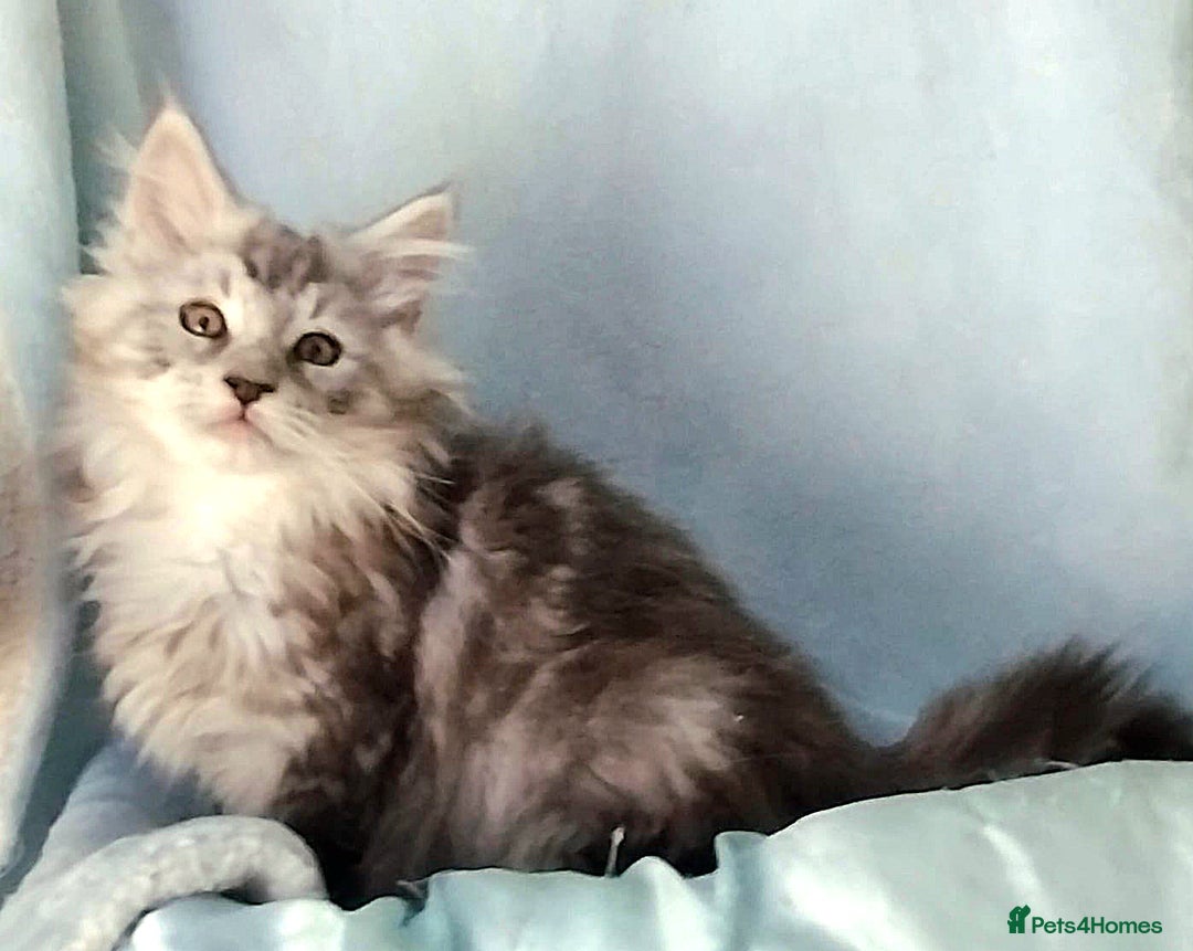 Maine Coon cats for sale: Pure Maine Coon Kittens Looking For A New Home  - Image 1