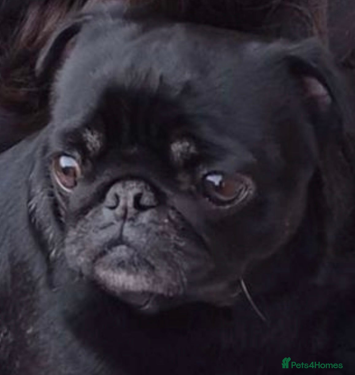Pug dogs Black and Tan pug - Advert 3