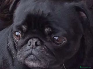 Pug dogs Black and Tan pug - Advert 3