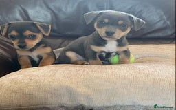 Jack Russell dogs for sale: Outstanding miniature Jack Russell puppies  - Image 12