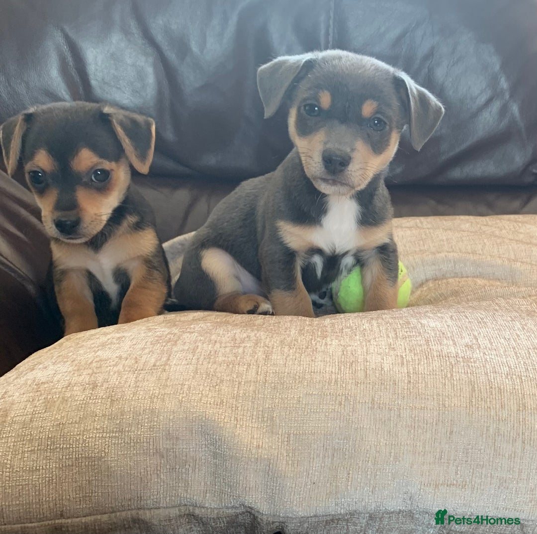 Jack Russell dogs for sale: Outstanding miniature Jack Russell puppies  - Image 12