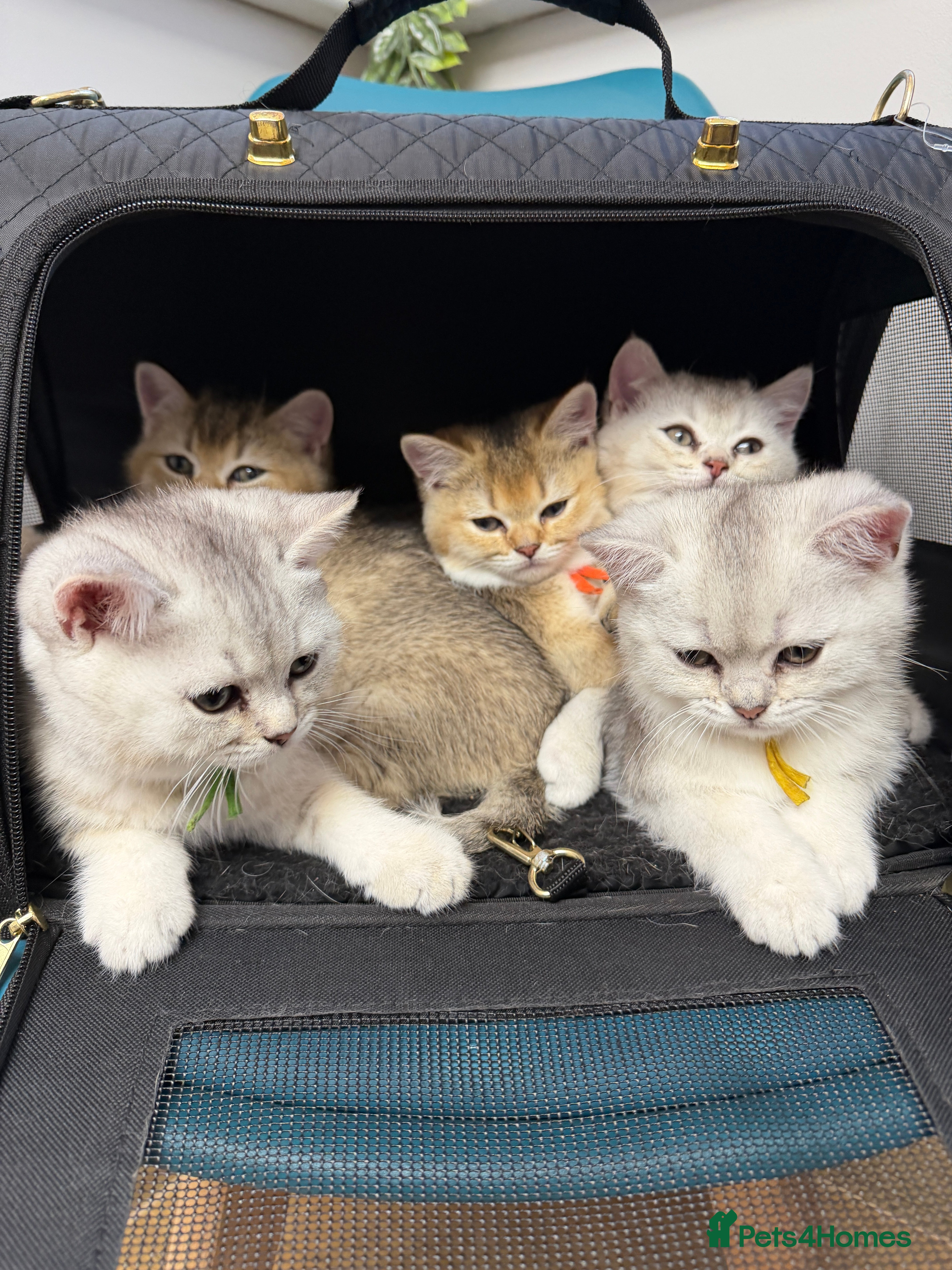 British Shorthair cats Playfull BSH kitten ready to join your family - Advert 16