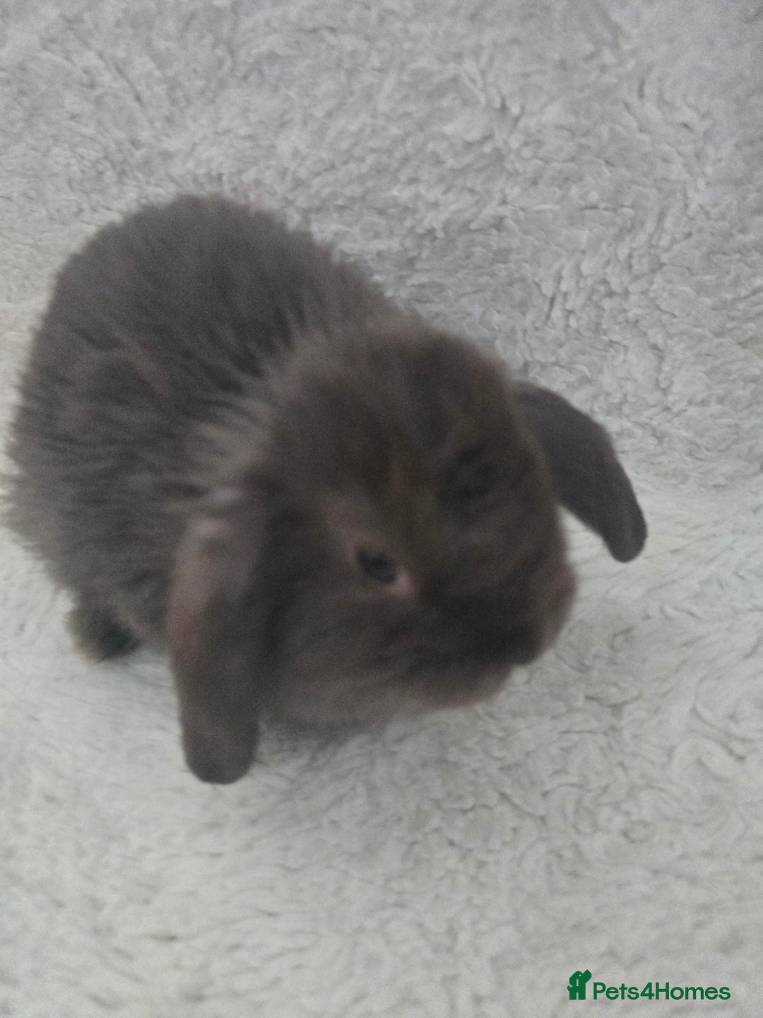 Mini Lop rabbits for sale: Mini lops - Advert 3