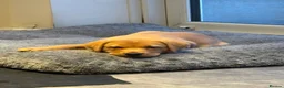 Labrador Retriever dogs for sale: KC Reg Yellow puppies - Advert 7