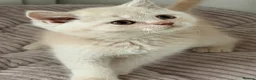 British Shorthair cats for sale: Pretty British Shorthair Kittens - Advert 3