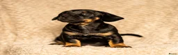 Mixed Breed dogs for sale: French bullwieners  in Cardiff - Advert 7