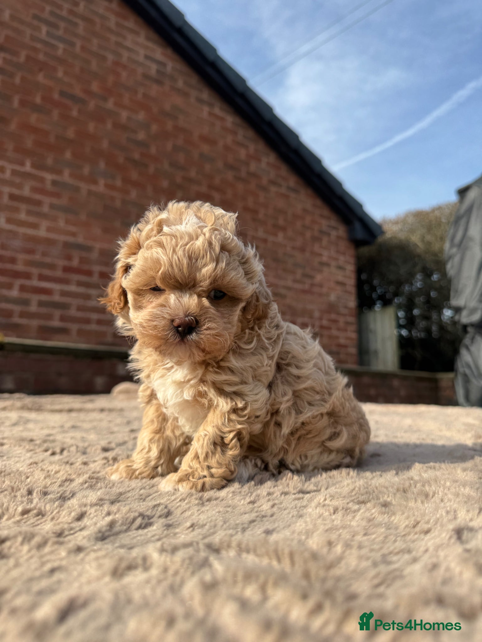 Shihpoo dogs ✨Exclusive Shihpoo Girl Special Home Required  - Advert 8