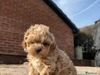 Shihpoo dogs ✨Exclusive Shihpoo Girl Special Home Required - Advert 8