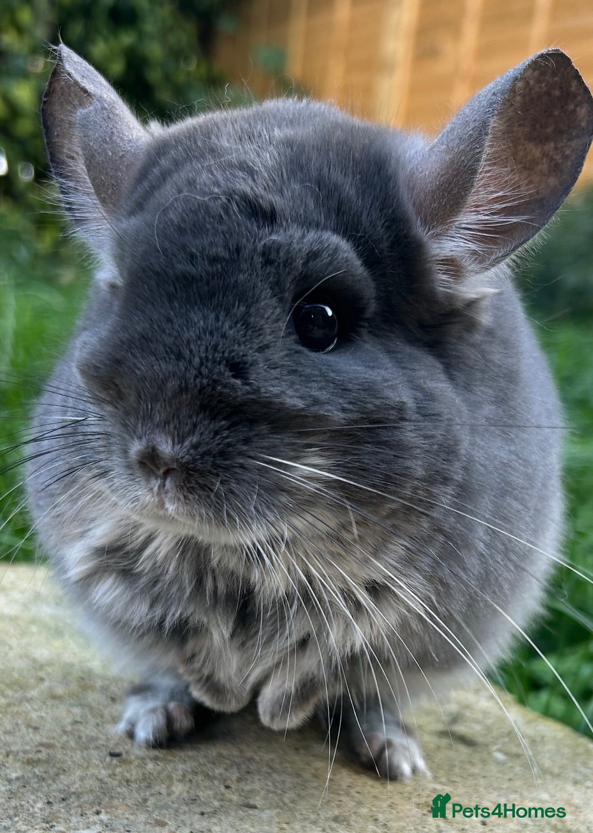 Chinchilla rodents Various Chinchillas (Pet Only) - Advert 1