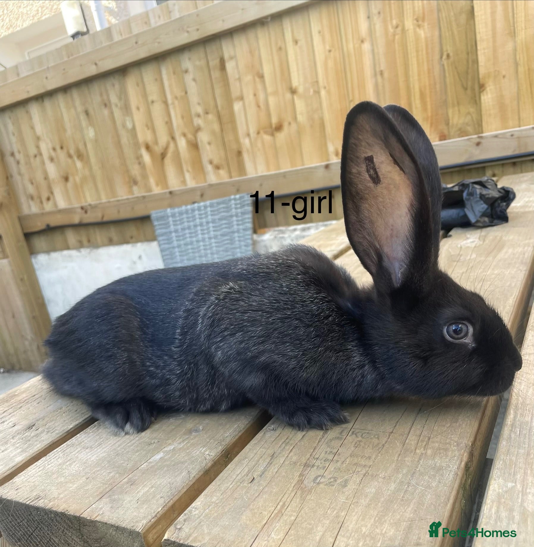 Continental Giant rabbits Beautiful pure bred continental giants - Advert 1