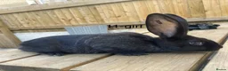 Continental Giant rabbits for sale: Beautiful pure bred continental giants - Advert 1