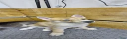 Siberian Husky dogs for sale: 5 Boys & 2 Girls Siberian Huskies – 8 Weeks Old - Advert 9