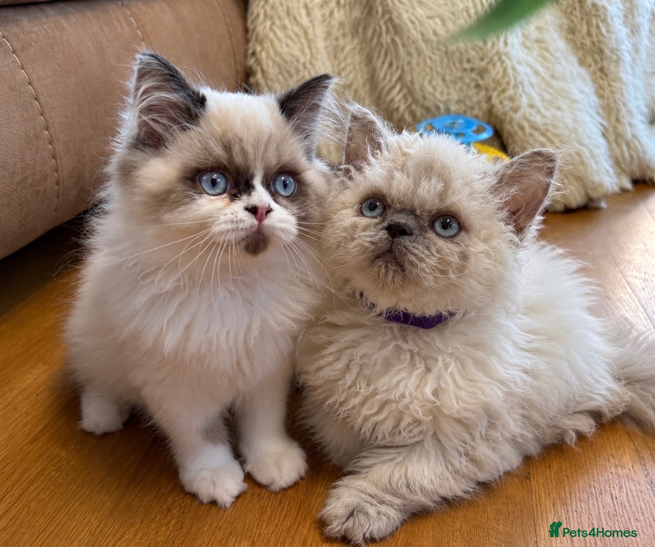 Selkirk Rex cats Little lamb one curly girl left 🐑 - Advert 1