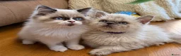 Selkirk Rex cats for sale: Two kittens left  - Advert 1