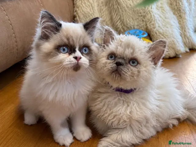 Selkirk Rex cats for sale: Two kittens left - Advert 1