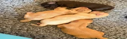 Cocker Spaniel dogs for sale: Cocker spaniel puppies for sale  in Stafford - Advert 24