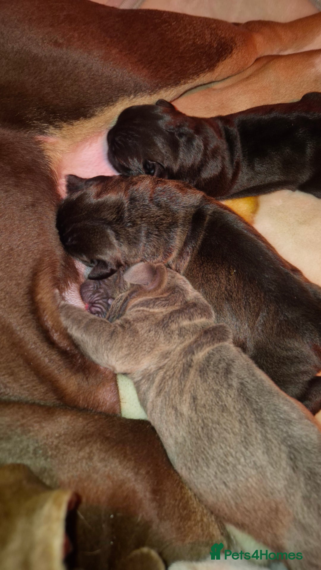 Mixed Breed dogs for sale: Nice pups  - Advert 3