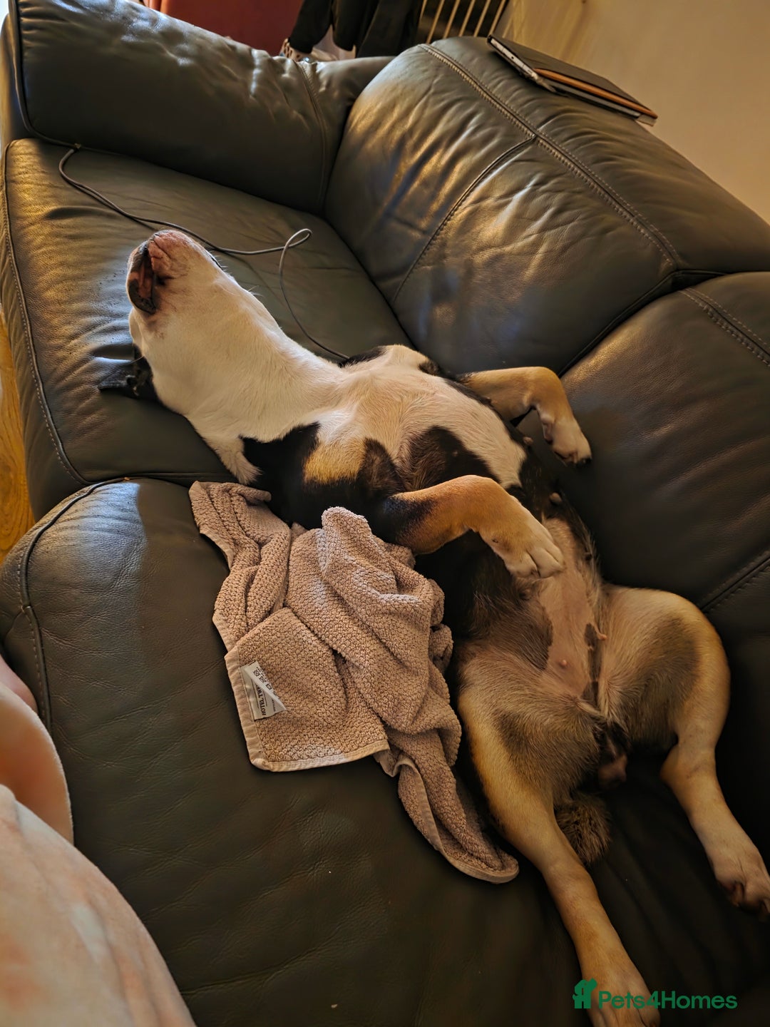 Olde English Bulldogge dogs for sale: Olde Tyme English Bulldog looking for forever home - Advert 6